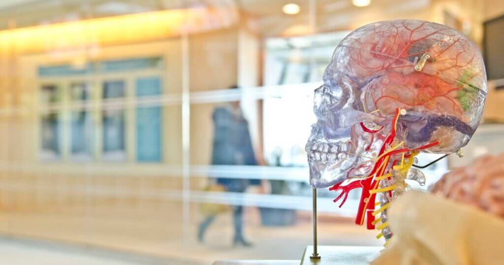 Transparent skull model on display.